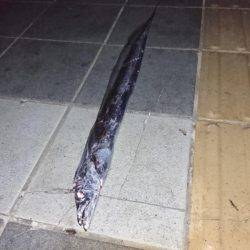 タチウオ１メートルぐらい