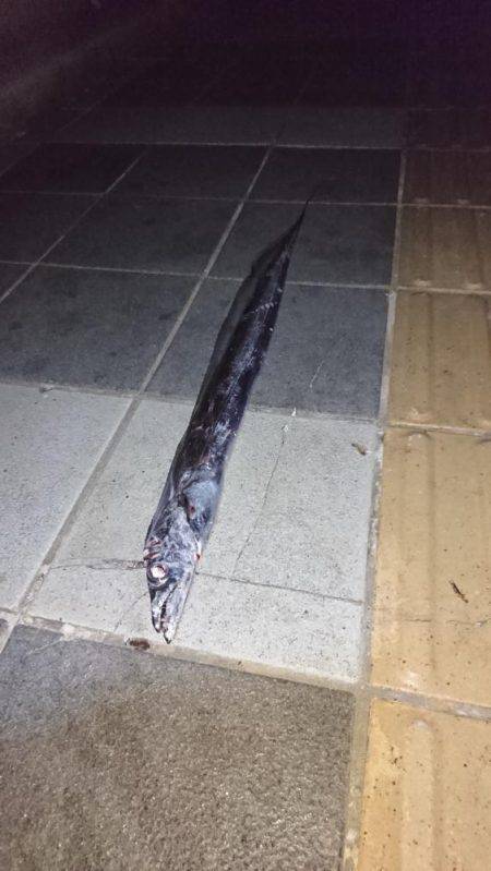 タチウオ１メートルぐらい