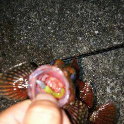 小さいメバルと普通のガシラ