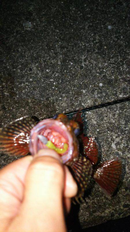 小さいメバルと普通のガシラ