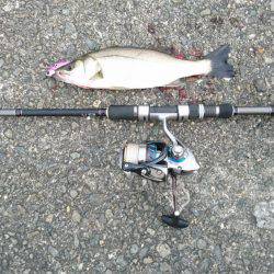 イワシパターン