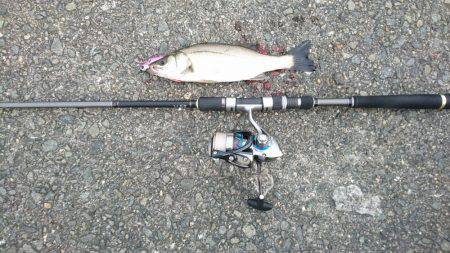 イワシパターン