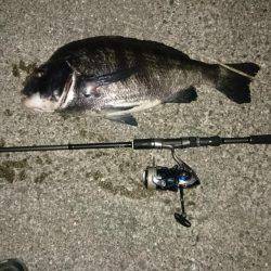 マニックでチヌ