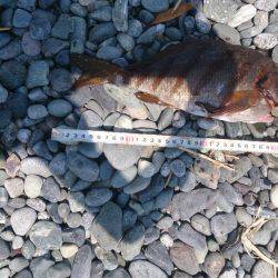 サーフから投げ釣り