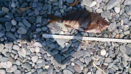 サーフから投げ釣り