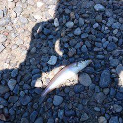 のんびりキス釣り