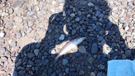 のんびりキス釣り