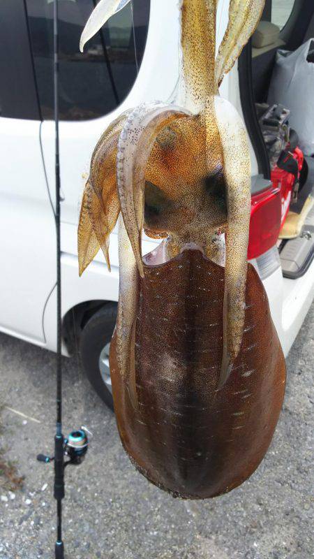 久しぶりのアオリイカ