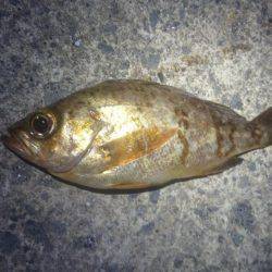 ロックフィッシング