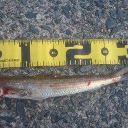 エギングでしたが…