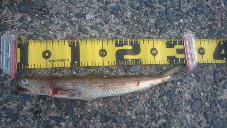 エギングでしたが…