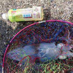 アオリイカ釣り