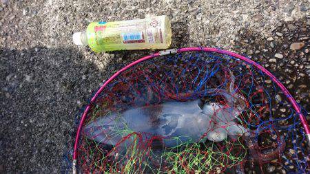 アオリイカ釣り