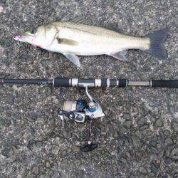 シーバスのちガシラ