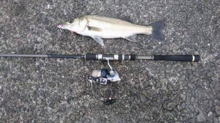 シーバスのちガシラ