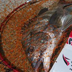 ノッコミ終盤まだいける❗