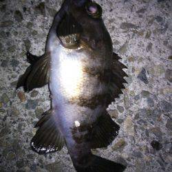 短時間アジ調査