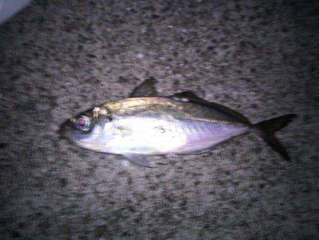 今年、初アジ～!!