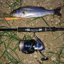 久しぶりのランカー