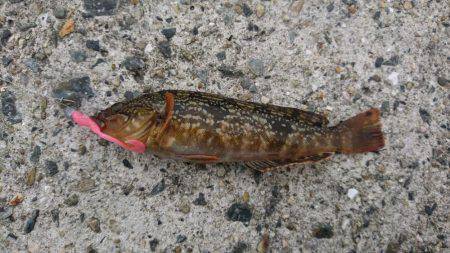 アブシンのちシーバス