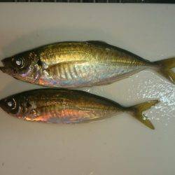 今年はアジが少ない