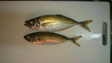 今年はアジが少ない