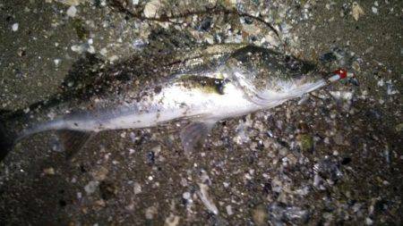 小ぶりだけどなんとか一匹