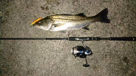 バチ抜けでシーバス&チヌ