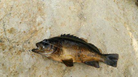 なかなか釣れない