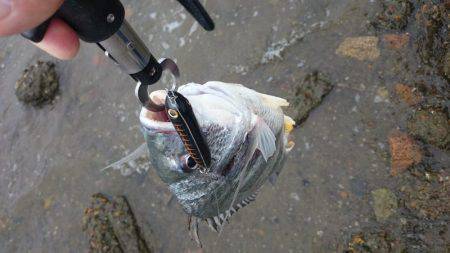 淀川キビレトップウォーター