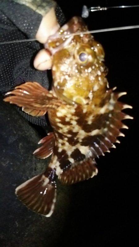 福浦ライトゲーム