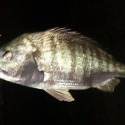 淀川キビレ爆釣！