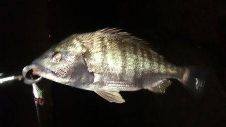 淀川キビレ爆釣！