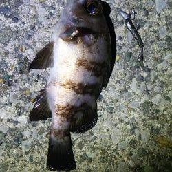 ちょろっと釣行