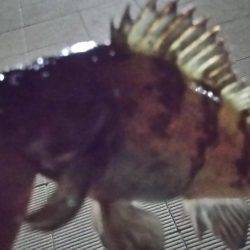 初投稿してみました!!