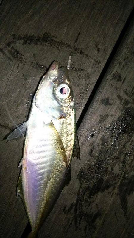 アジングチャレンジ!!