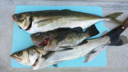 鯛やハマチが釣れてると聞いて