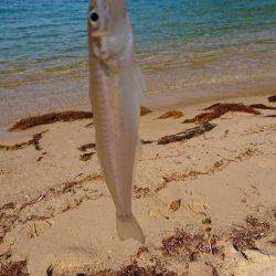 キス調査 日本海