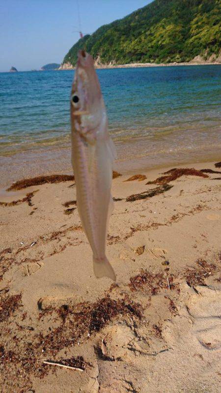 キス調査 日本海