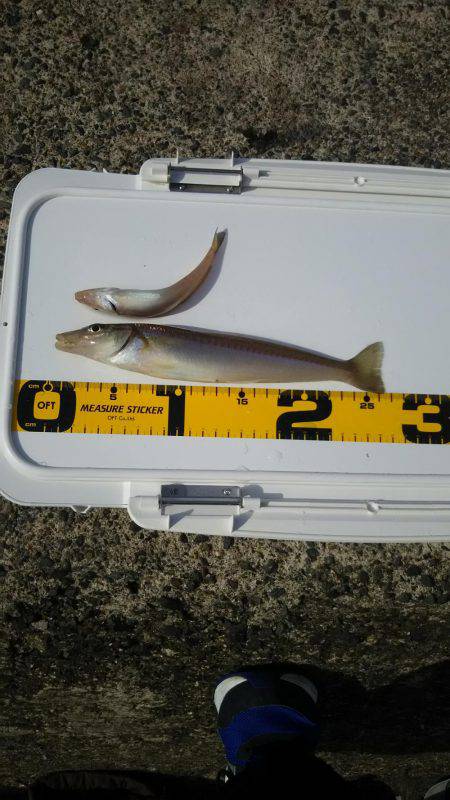 イカ、キス狙い