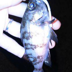 アジは？タコは？