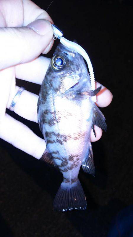 アジは？タコは？