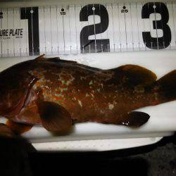 ロックフィッシュ