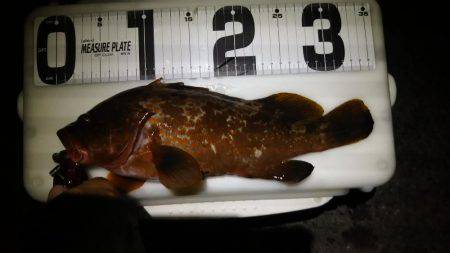 ロックフィッシュ