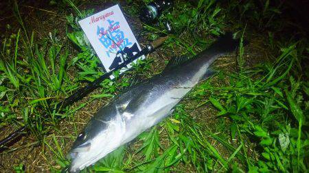 兵庫県円山川シーバス❗❗❗❗❗❗❗