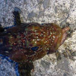 当たりポツポツ