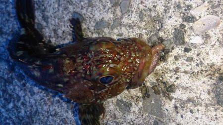 当たりポツポツ