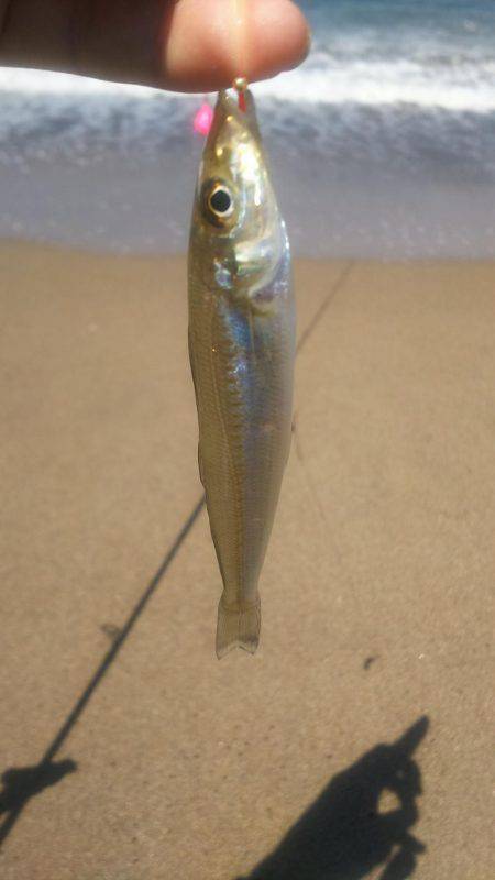 久しぶりに釣りに来ました