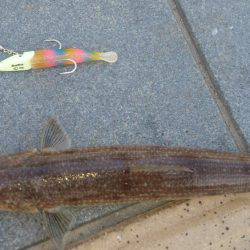 ヘビーワインド