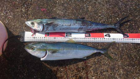 イナダ、サゴシ